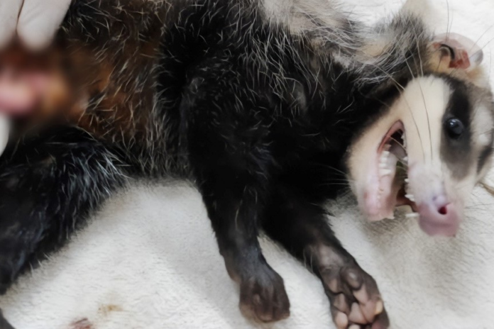 Secretaria do Meio Ambiente alerta sobre o início do período reprodutivo dos animais silvestres